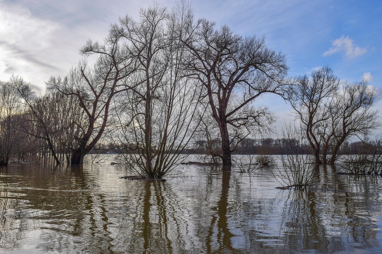 Arbres dénudés les pieds dans l'eau sur une prairie inondée par la crue d'un fleuve
