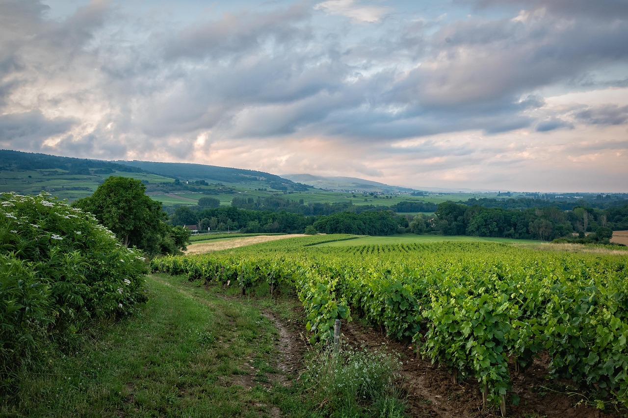 Vineyard plot beside a grassy track under a cloudy sky