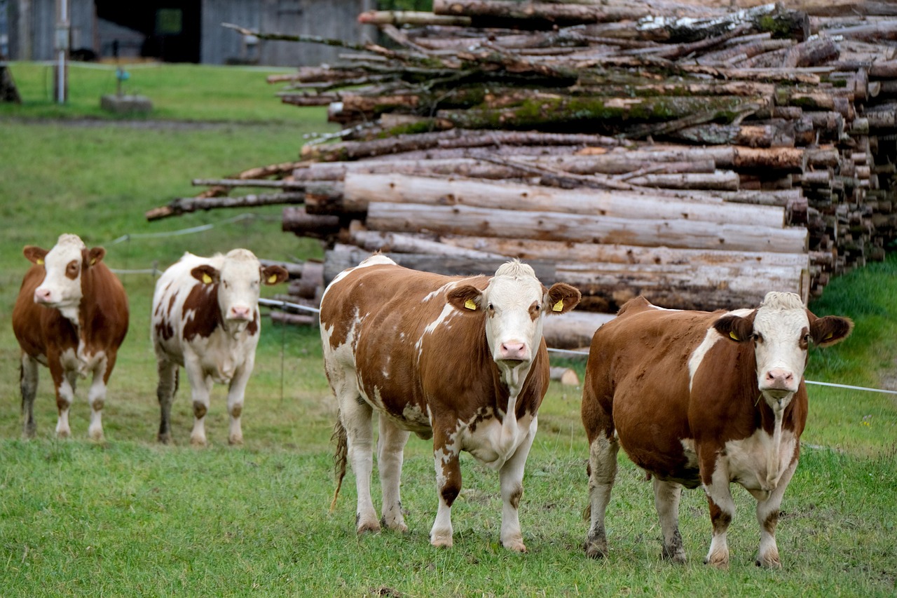 Vaches devant une ferme et un tas de bois