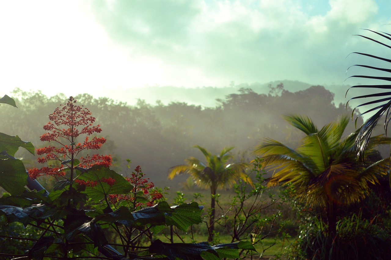 terrain arboré en Guyane, palmiers et forêt dans la brume du matin